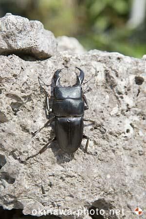 サキシマヒラタクワガタ