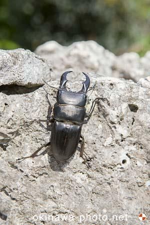 サキシマヒラタクワガタ