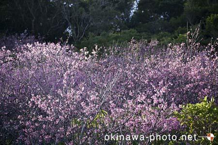 寒緋桜