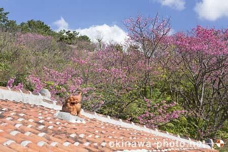 シーサーと赤瓦