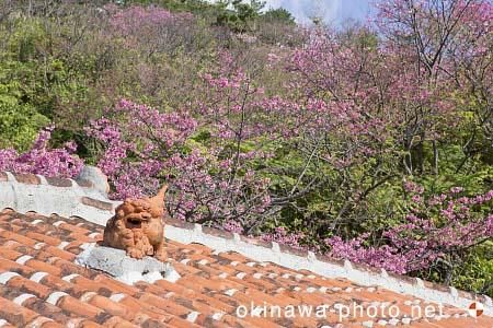 シーサーと赤瓦