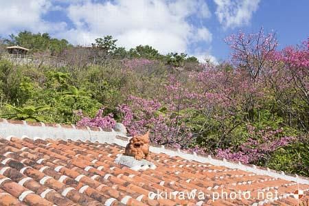 シーサーと赤瓦