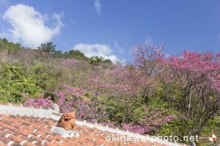 シーサーと赤瓦