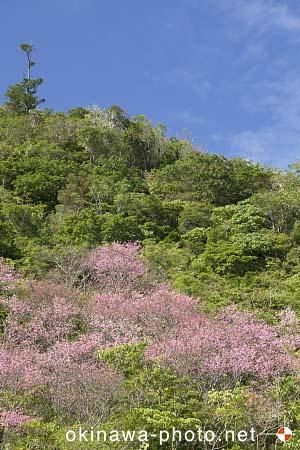 寒緋桜
