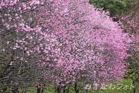 寒緋桜