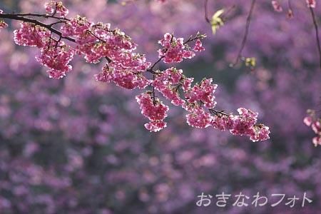 寒緋桜