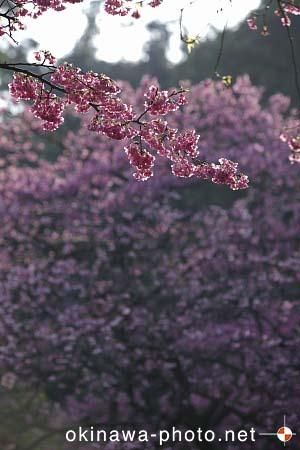 寒緋桜