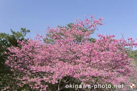寒緋桜