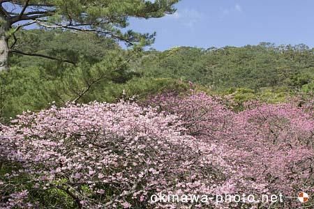 寒緋桜