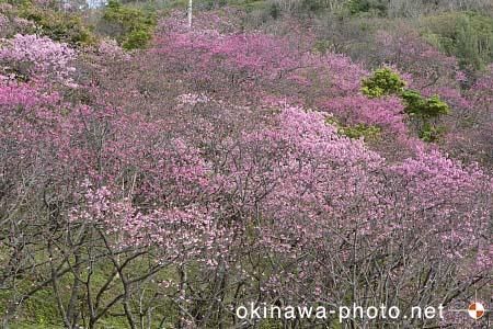 寒緋桜