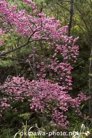 寒緋桜