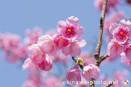 寒緋桜