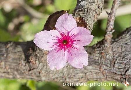 寒緋桜