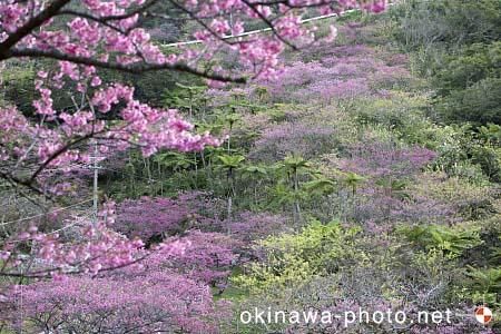 寒緋桜