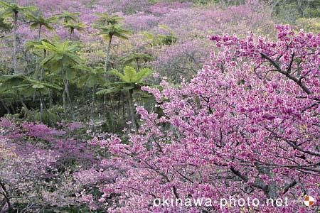 寒緋桜