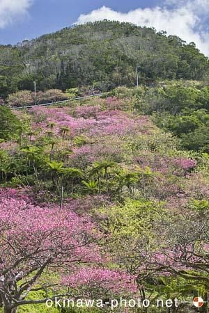 寒緋桜