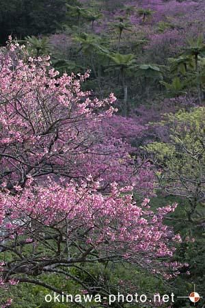 寒緋桜