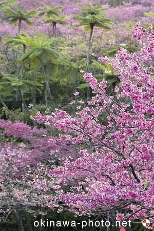 寒緋桜