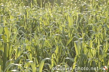 サトウキビ畑