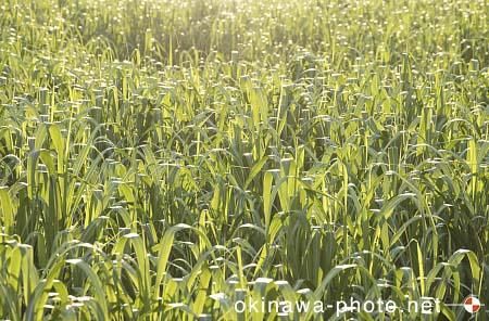 サトウキビ畑