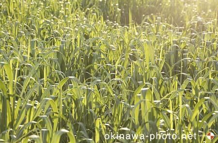 サトウキビ畑