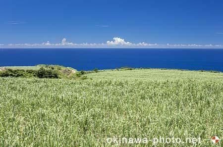 久米島のサトウキビ畑