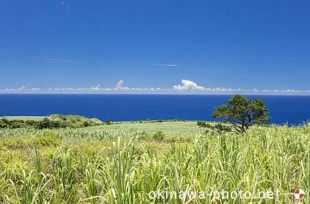 サトウキビ畑のある風景