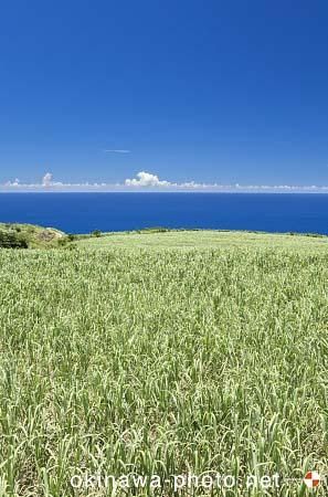 サトウキビ畑のある風景
