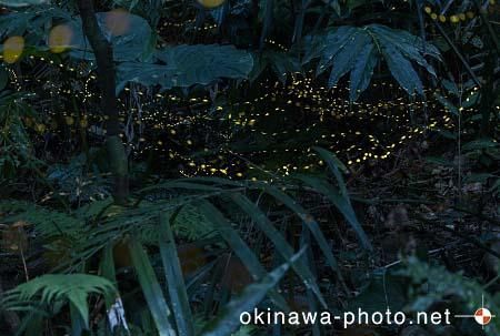 ヤエヤマボタル