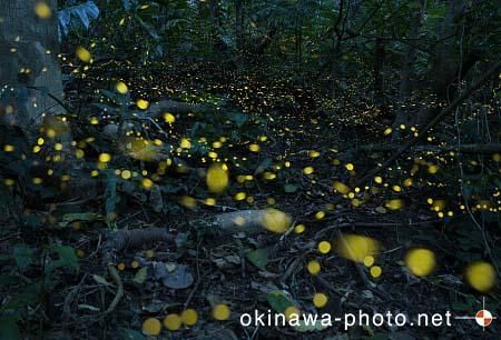 ヤエヤマボタル