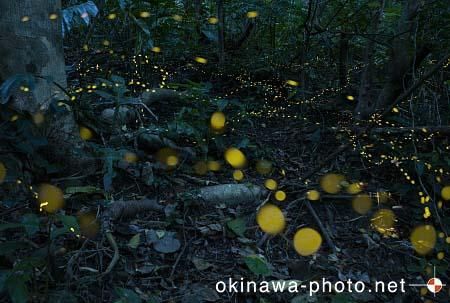 ヤエヤマボタル