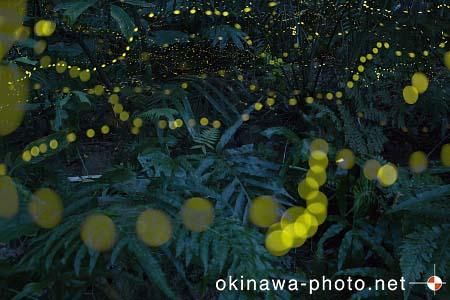 ヤエヤマボタル