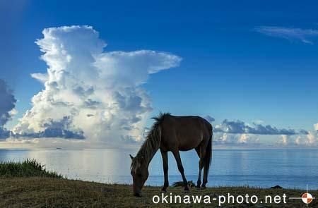 与那国馬