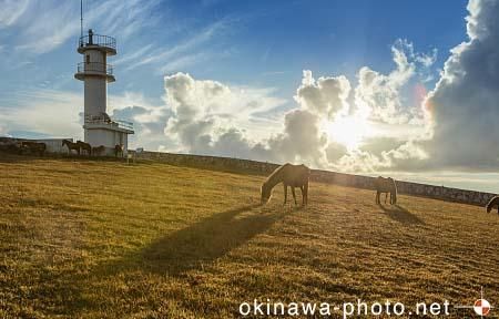 与那国馬
