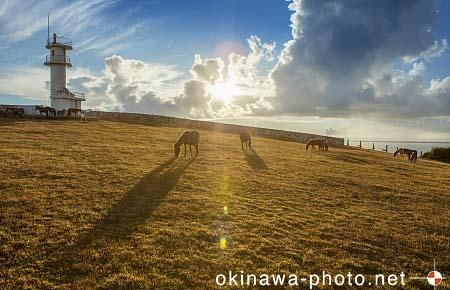 与那国馬