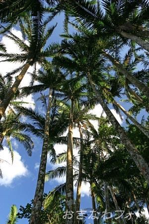 米原ヤエヤマヤシ群