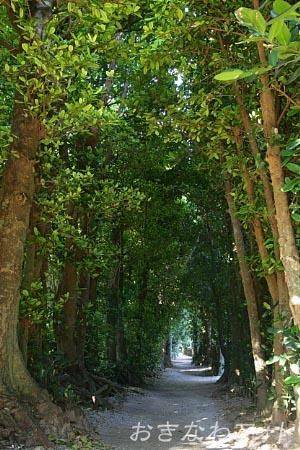 備瀬のフクギ並木