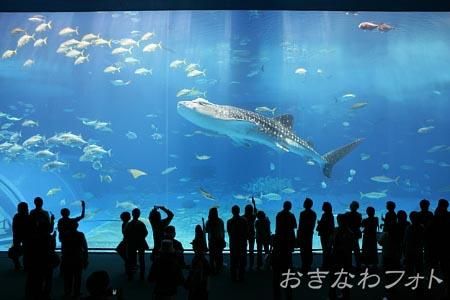 美ら海水族館