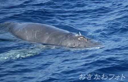 ホエールウォッチング