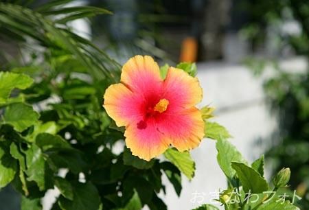 ハイビスカス