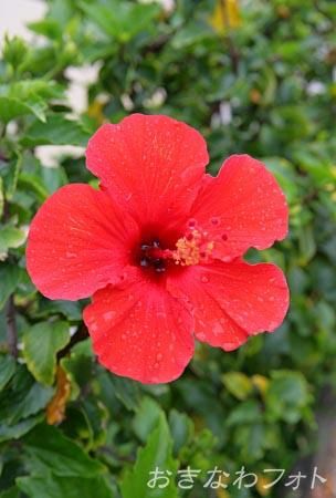 ハイビスカス