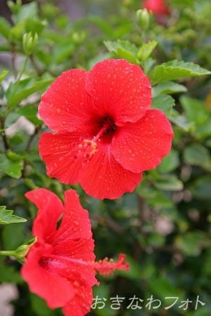 ハイビスカス
