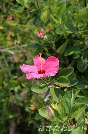 ハイビスカス