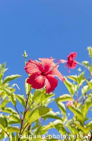 ハイビスカス