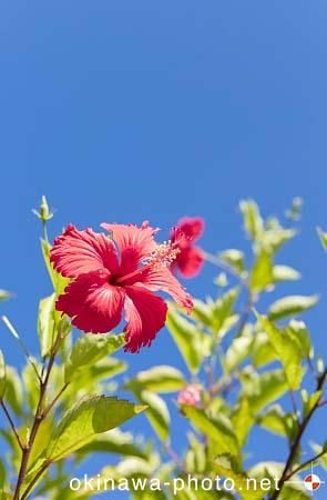 ハイビスカス
