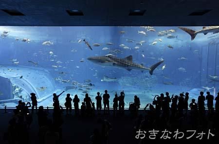 美ら海水族館