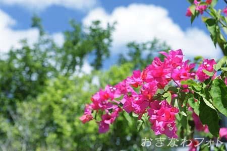 ブーゲンビリア