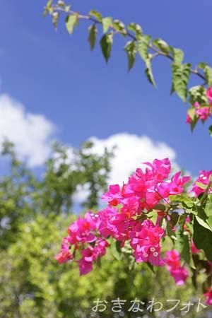 ブーゲンビリア