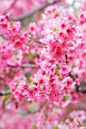 寒緋桜