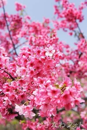 寒緋桜